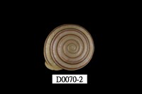 藏品(蘭嶼蝸牛)的圖片